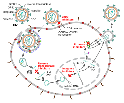 Management of HIV/AIDS - Wikipedia